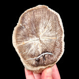 Petrified Wood from Deschutes Oregon