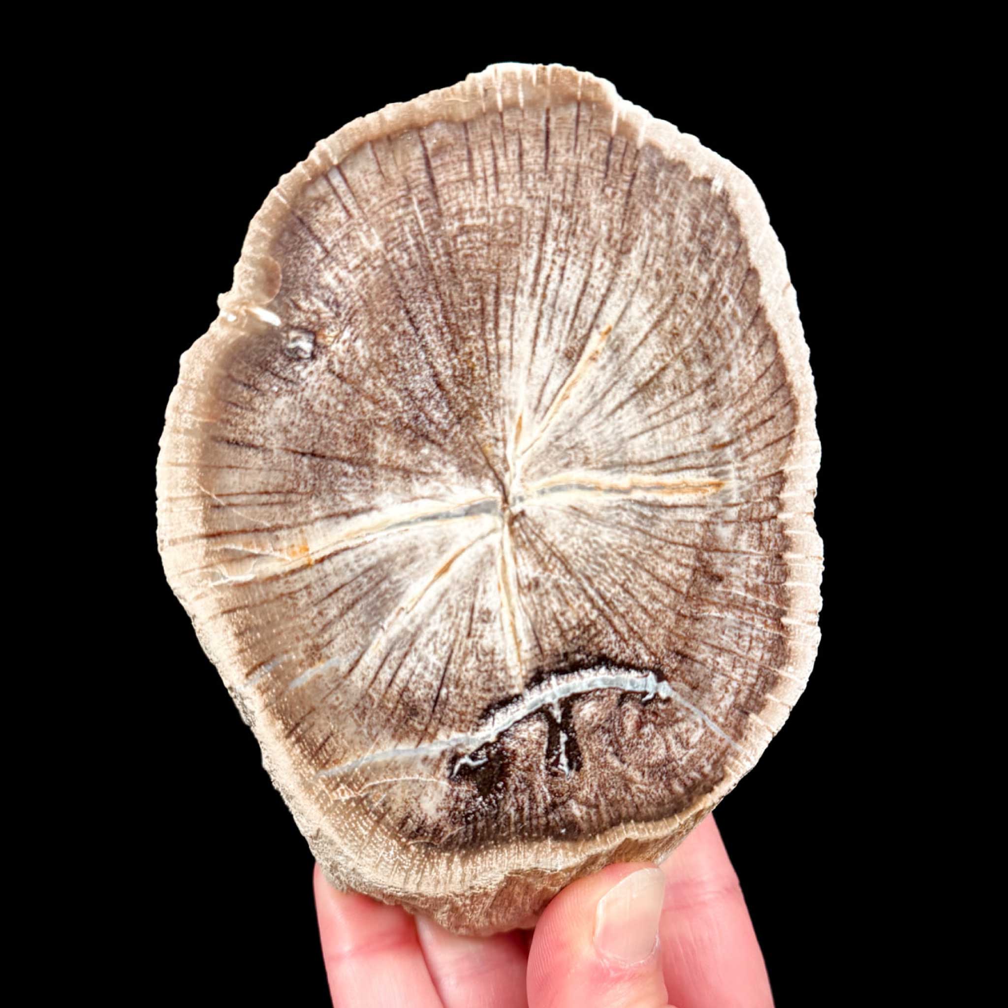 Petrified Wood from Deschutes Oregon