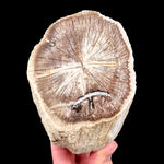 Deschutes, Oregon Petrified Wood