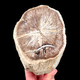 Deschutes, Oregon Petrified Wood