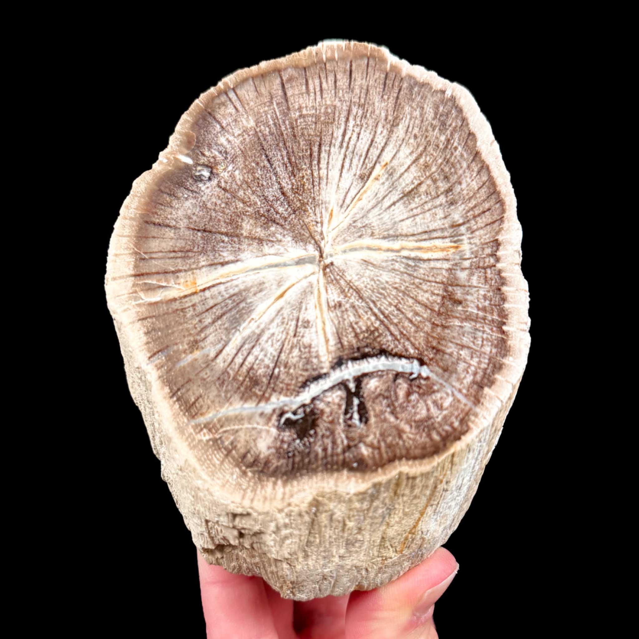 Deschutes, Oregon Petrified Wood