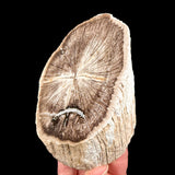 Petrified Wood from Deschutes, Oregon