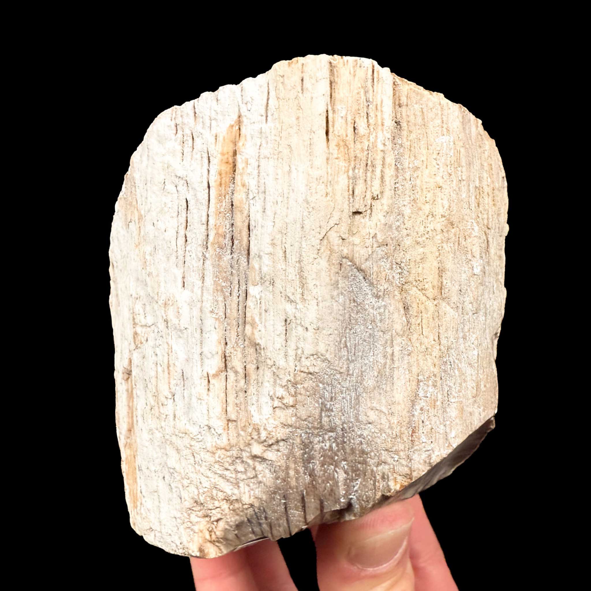 Exterior of Deschutes, Oregon Petrified Wood