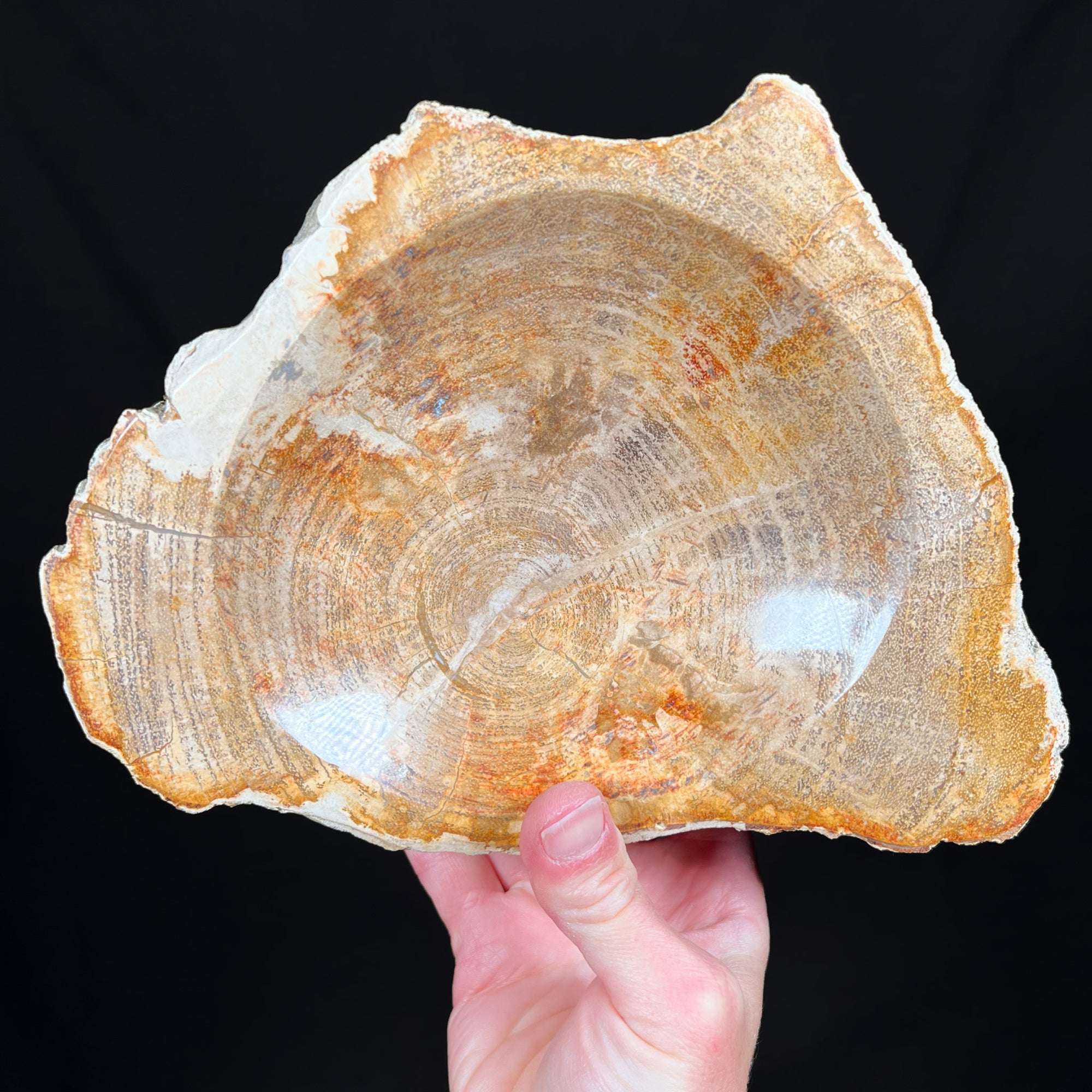 Petrified wood dish Indonesia