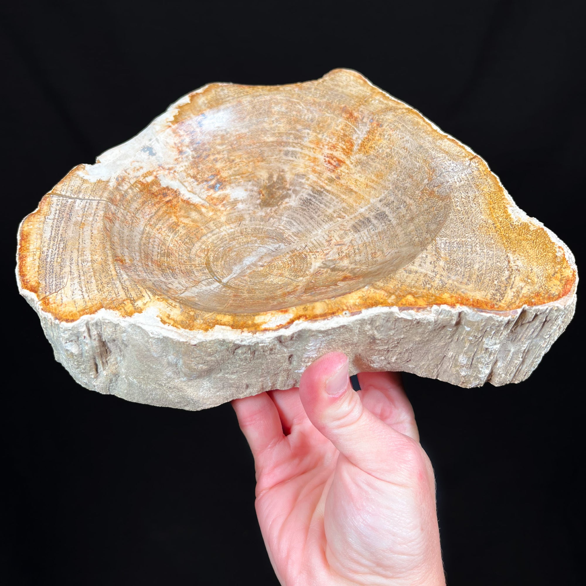 Petrified wood dish Indonesia