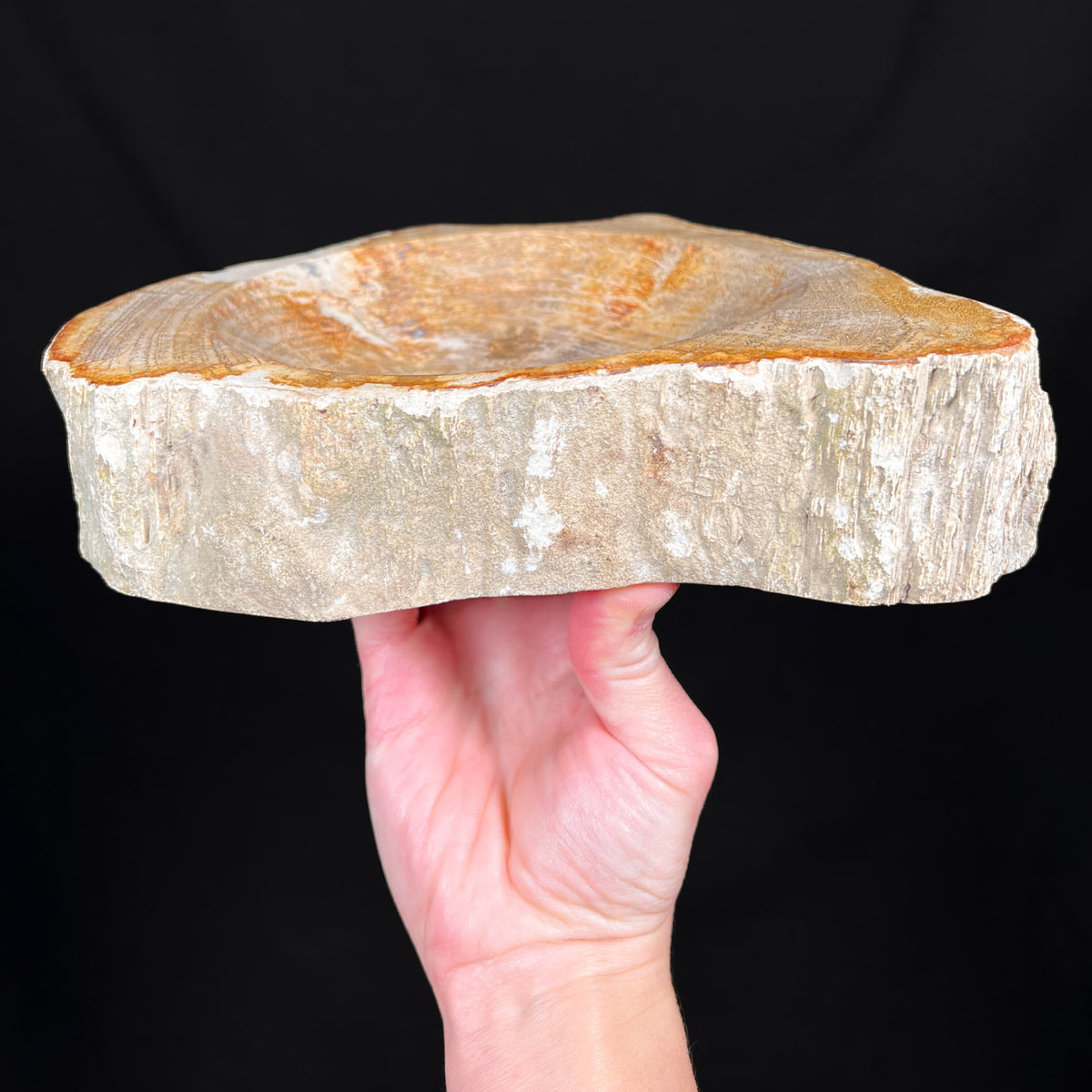 Side View Petrified Wood Dish
