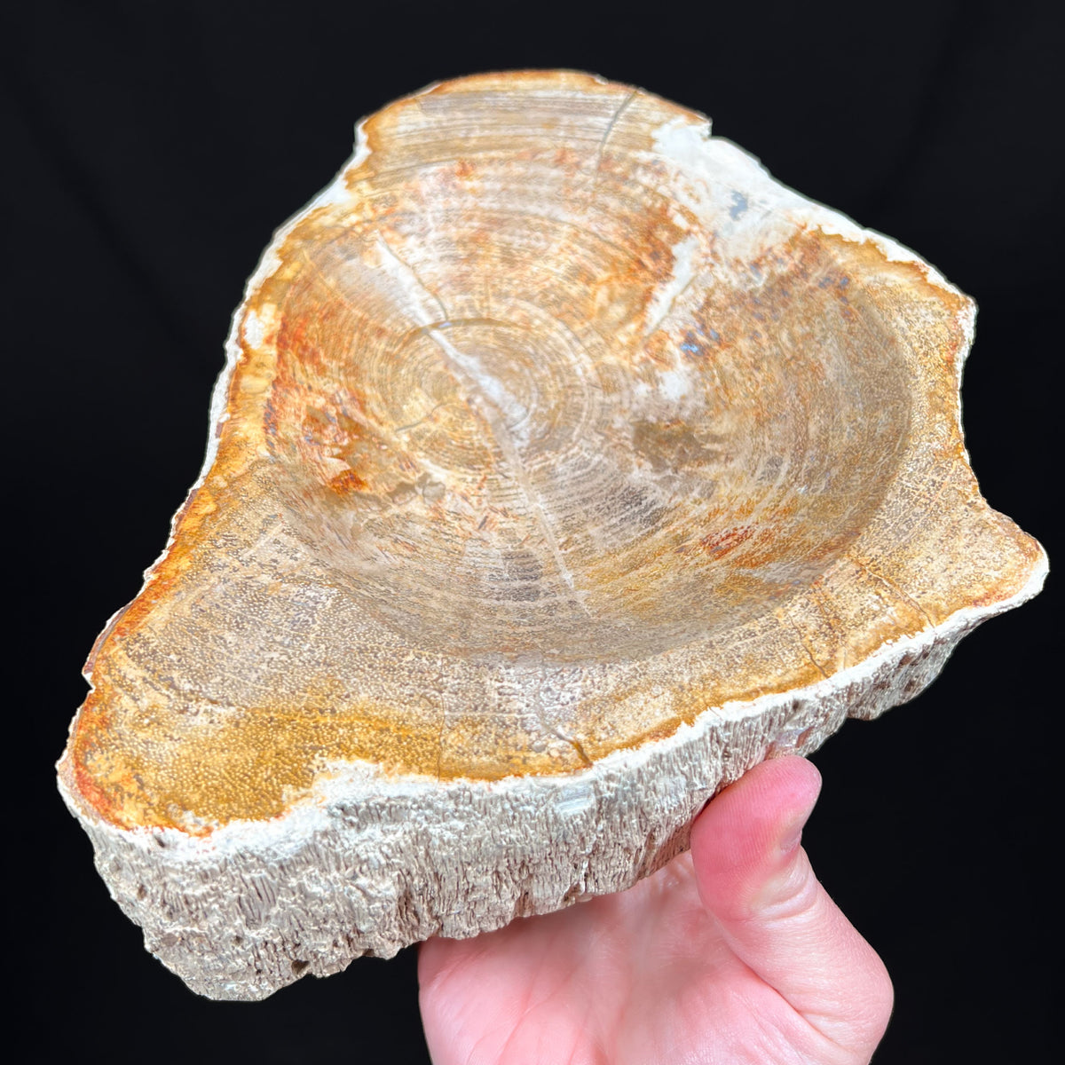 Petrified wood dish / bowl