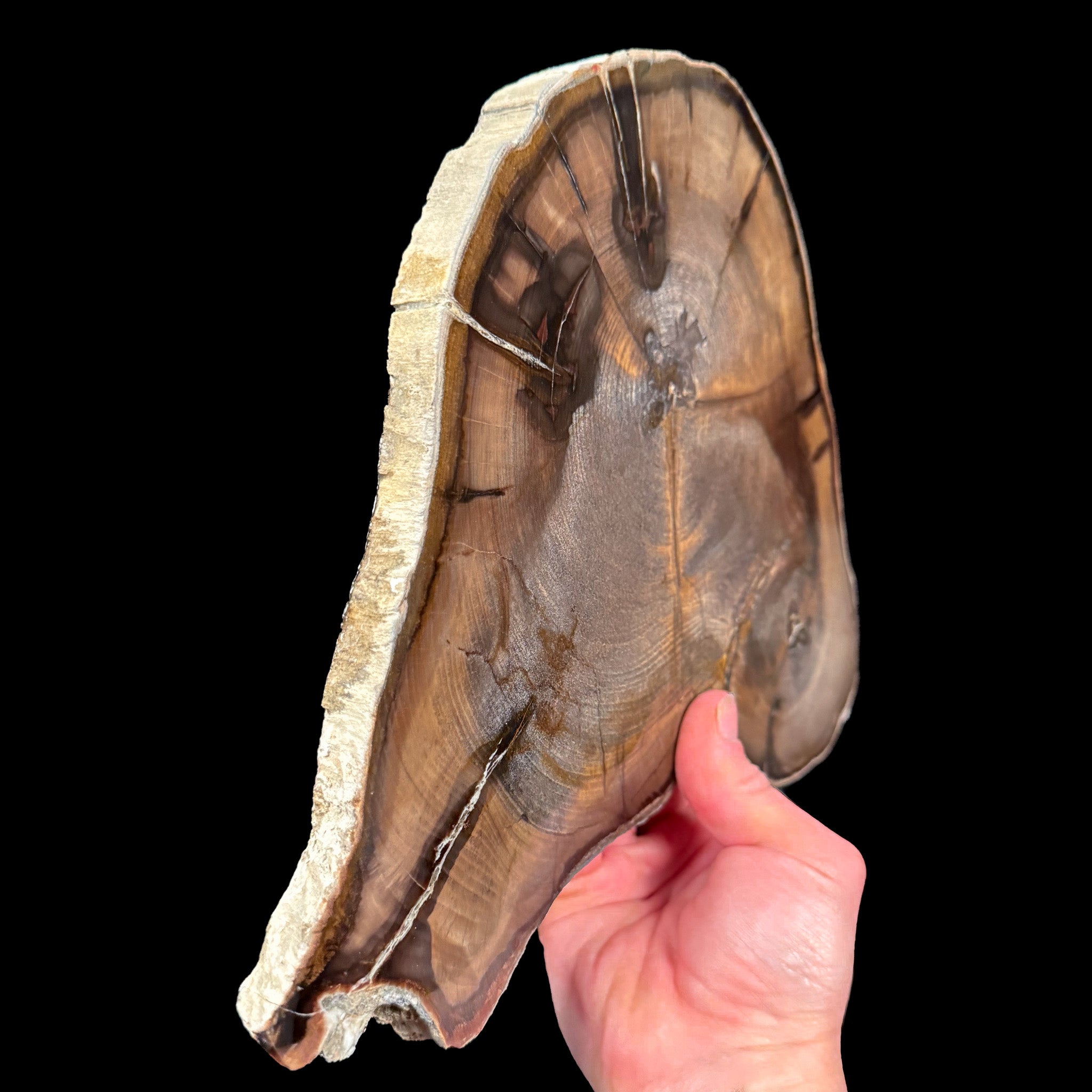 Side view of petrified wood slice from Oregon