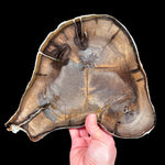 Double Heart Petrified Wood slice from Oregon