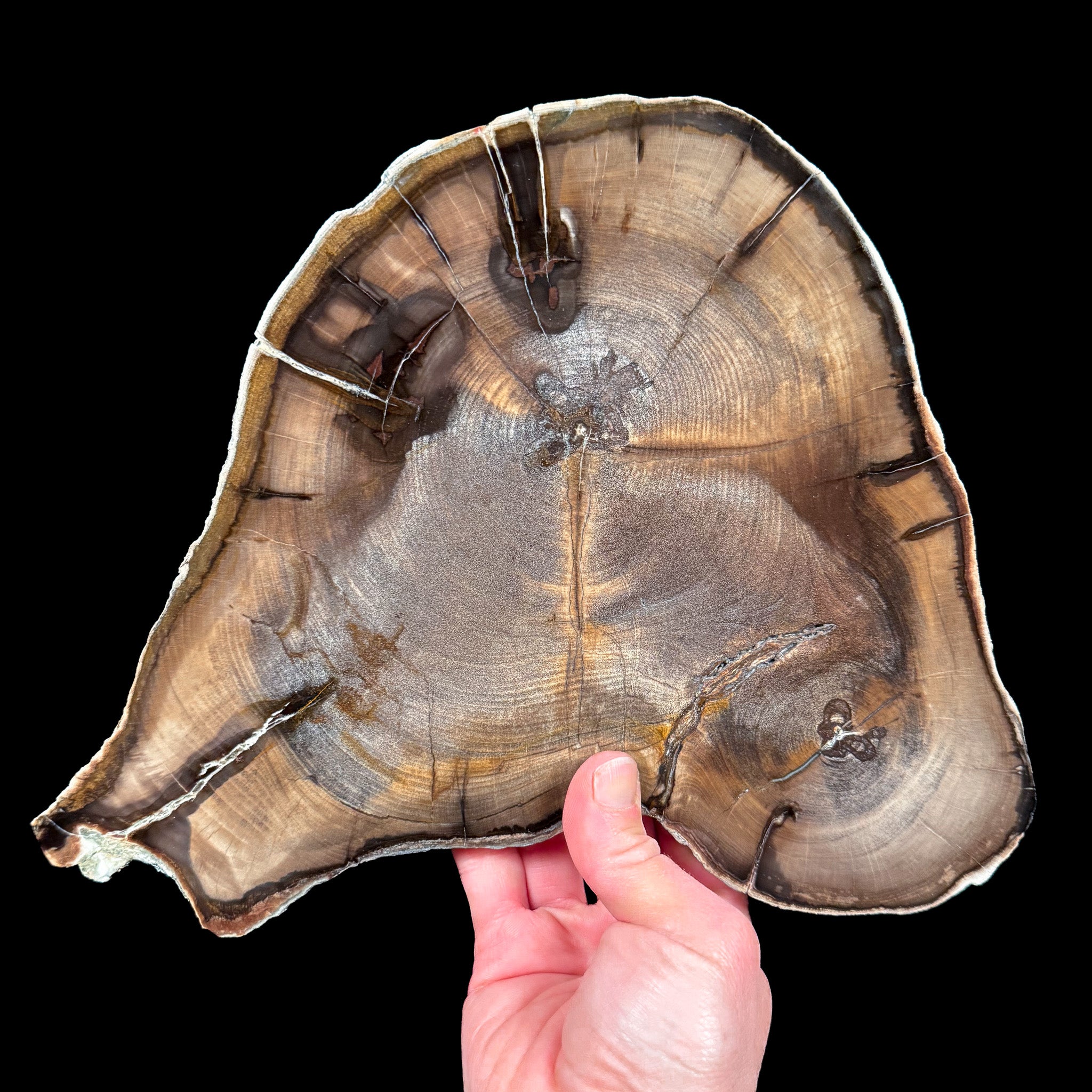 Double Heart Petrified Wood slice from Oregon