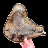 Petrified Wood slice with rare double heart formation
