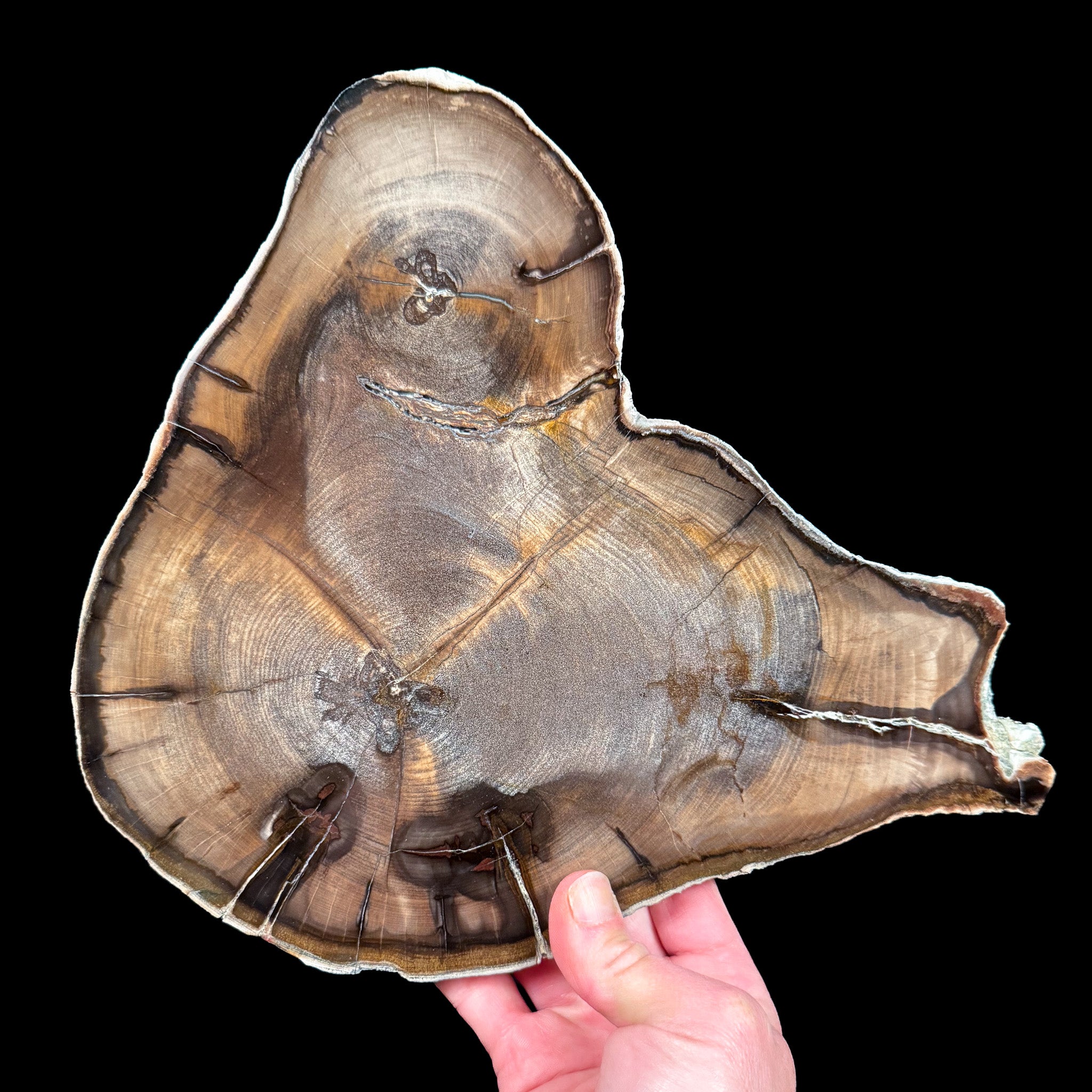 Petrified Wood slice with rare double heart formation