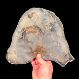 Back side of petrified wood showing fiberglass reinforcement