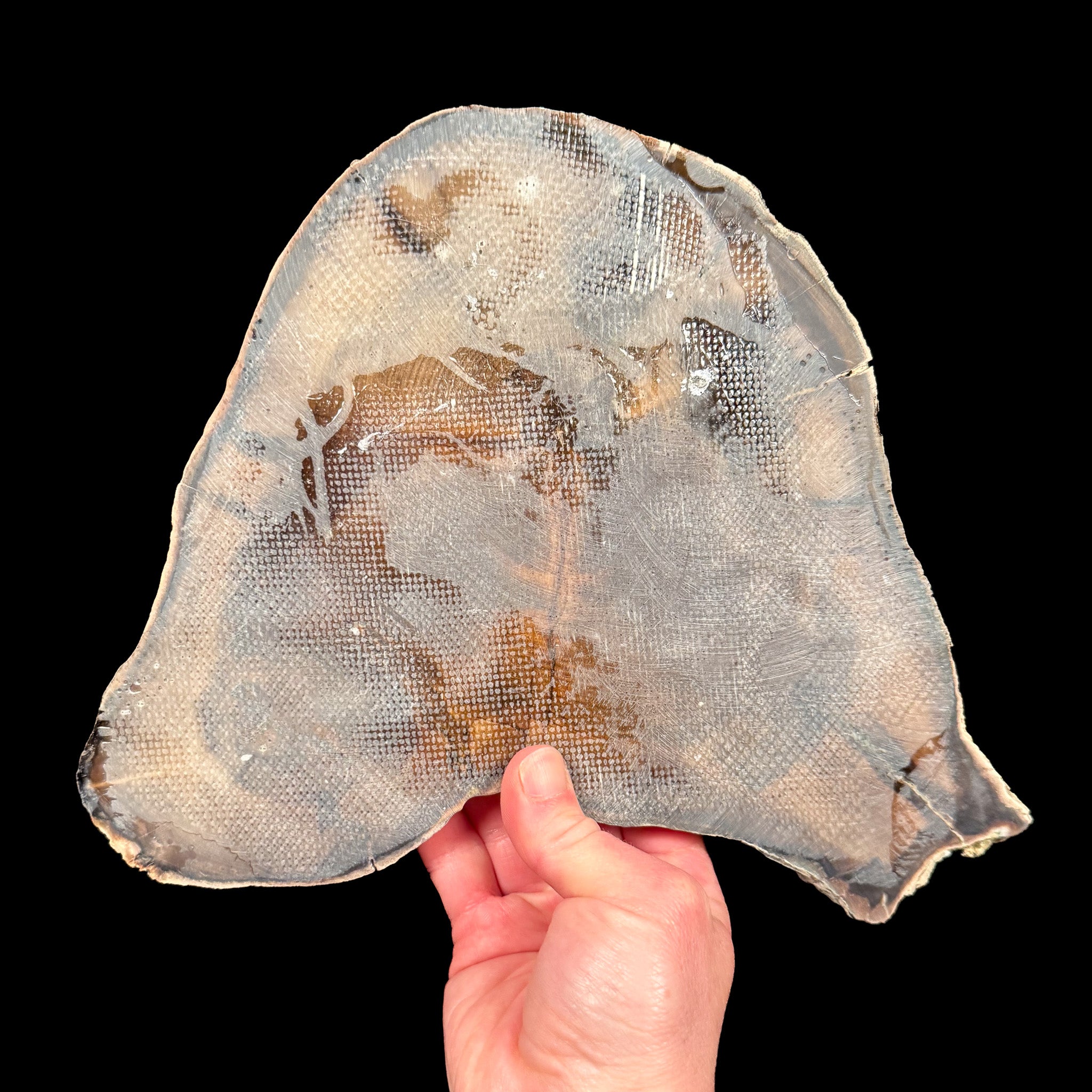 Back side of petrified wood showing fiberglass reinforcement