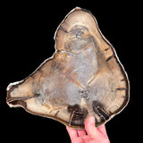 Petrified Wood slice with rare double heart formation