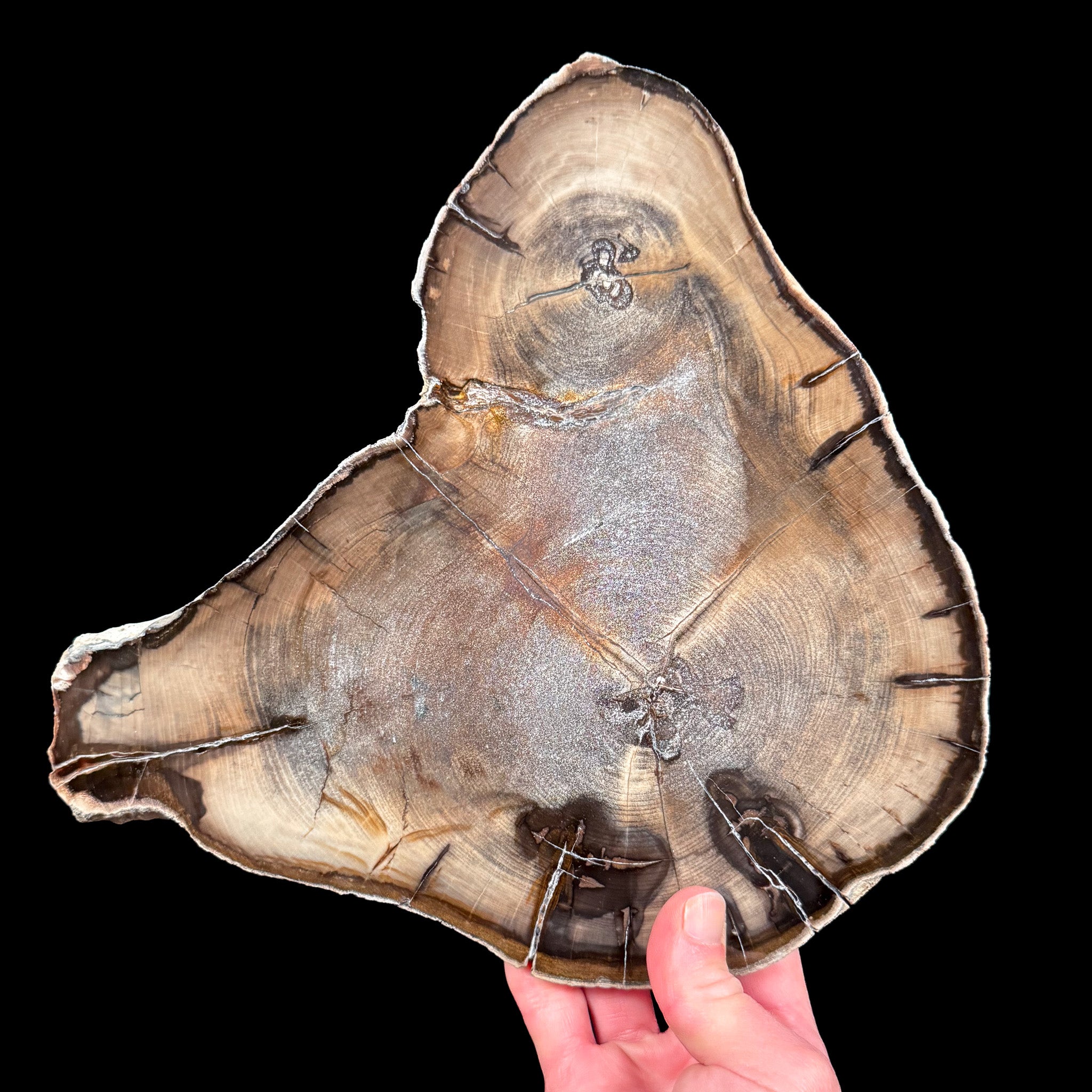 Petrified Wood slice with rare double heart formation