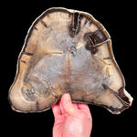 Double Heart Petrified Wood slice from Oregon