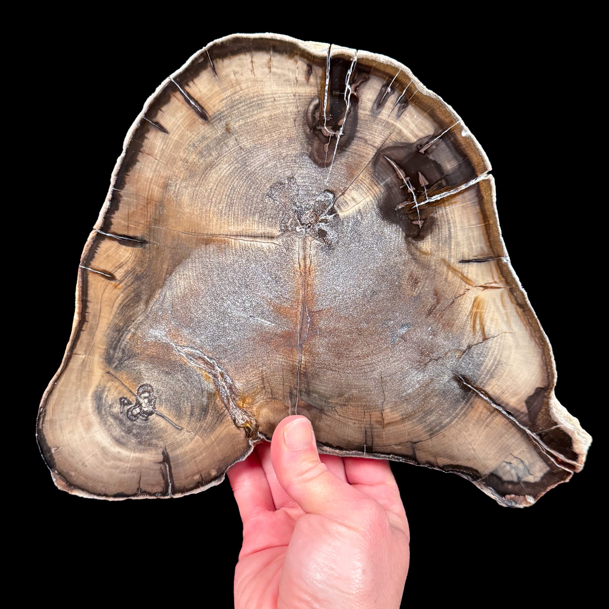 Double Heart Petrified Wood slice from Oregon