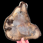 Petrified Wood with Double Heart centers from Oregon