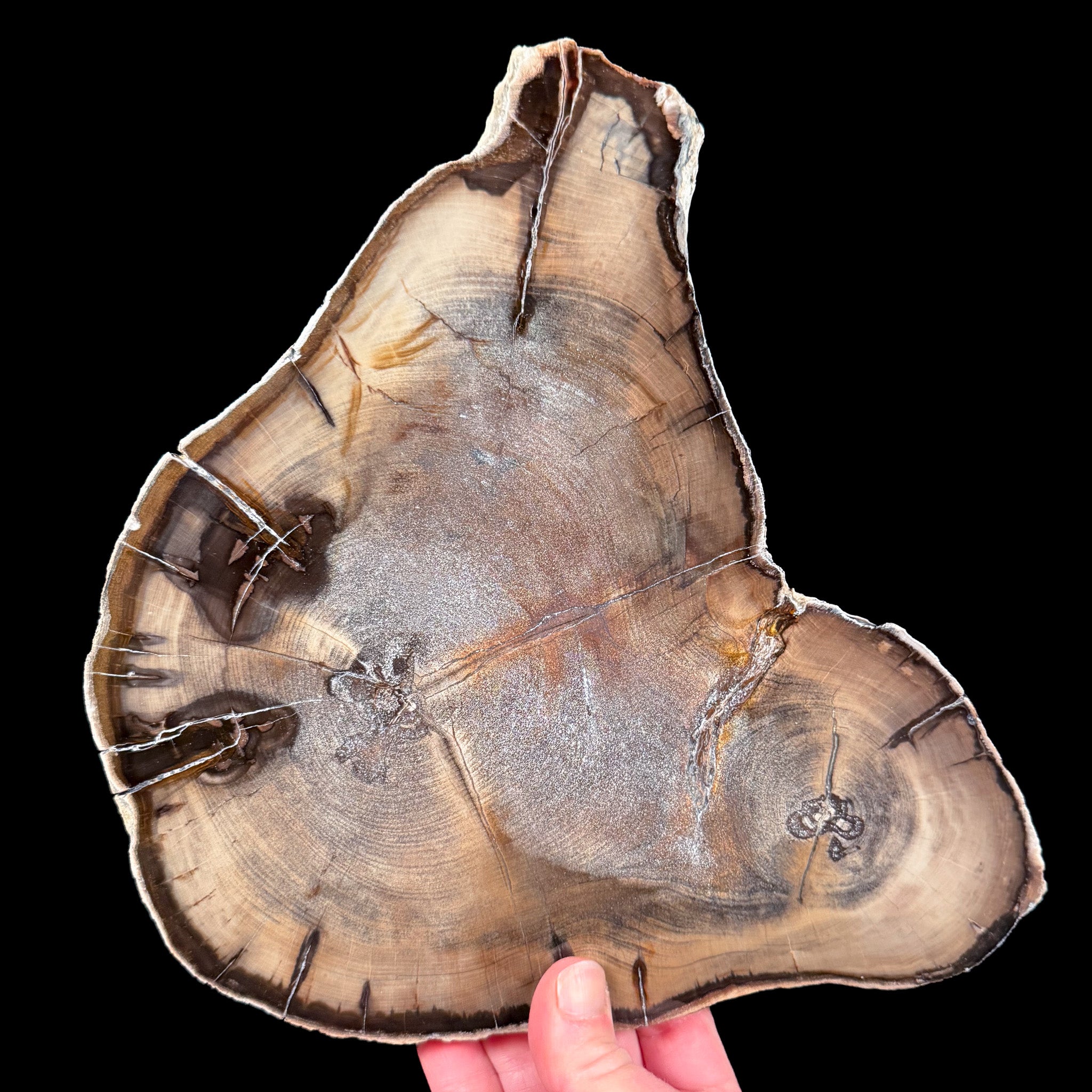 Petrified Wood with Double Heart centers from Oregon