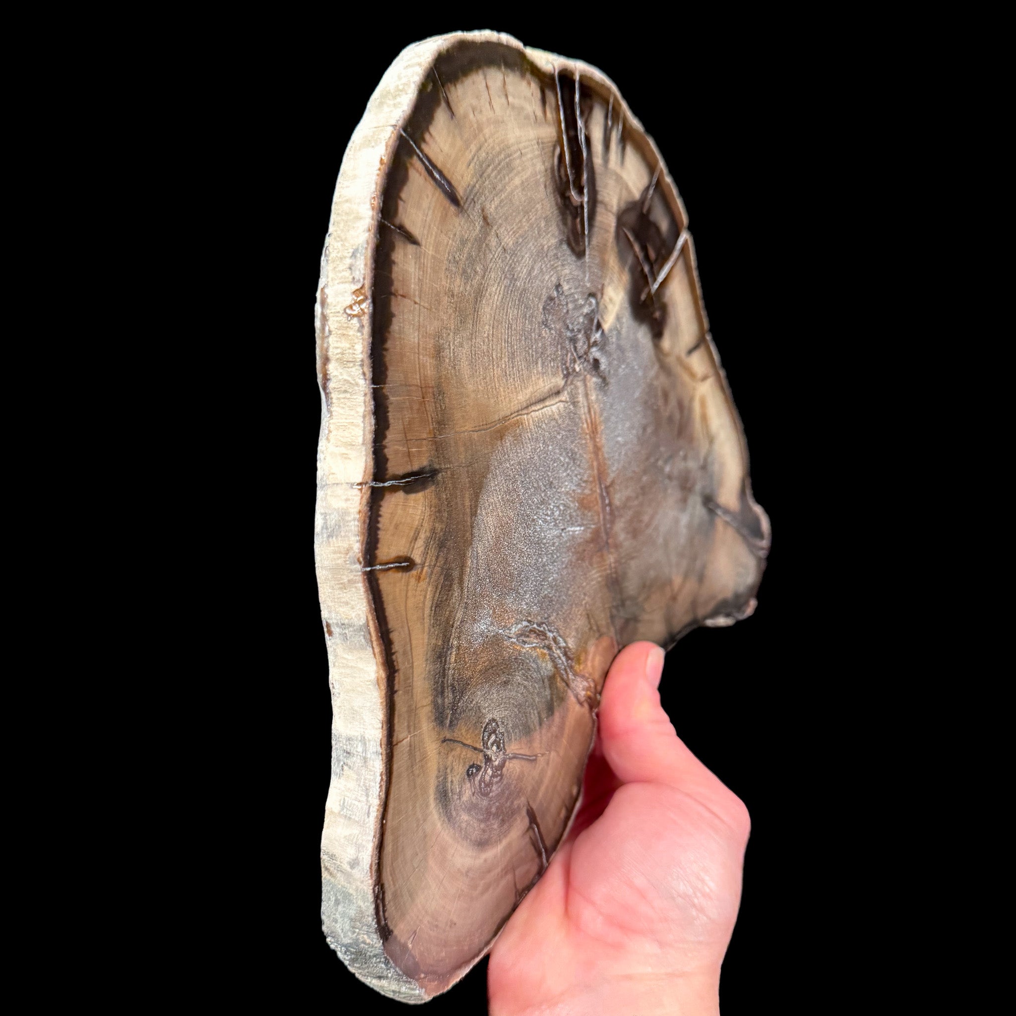 Side view of petrified wood slice from Oregon