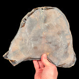 Back side of petrified wood showing fiberglass reinforcement