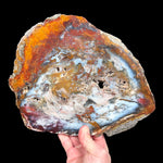 Colorful Petrified Wood Slab from Hubbard Basin, Nevada