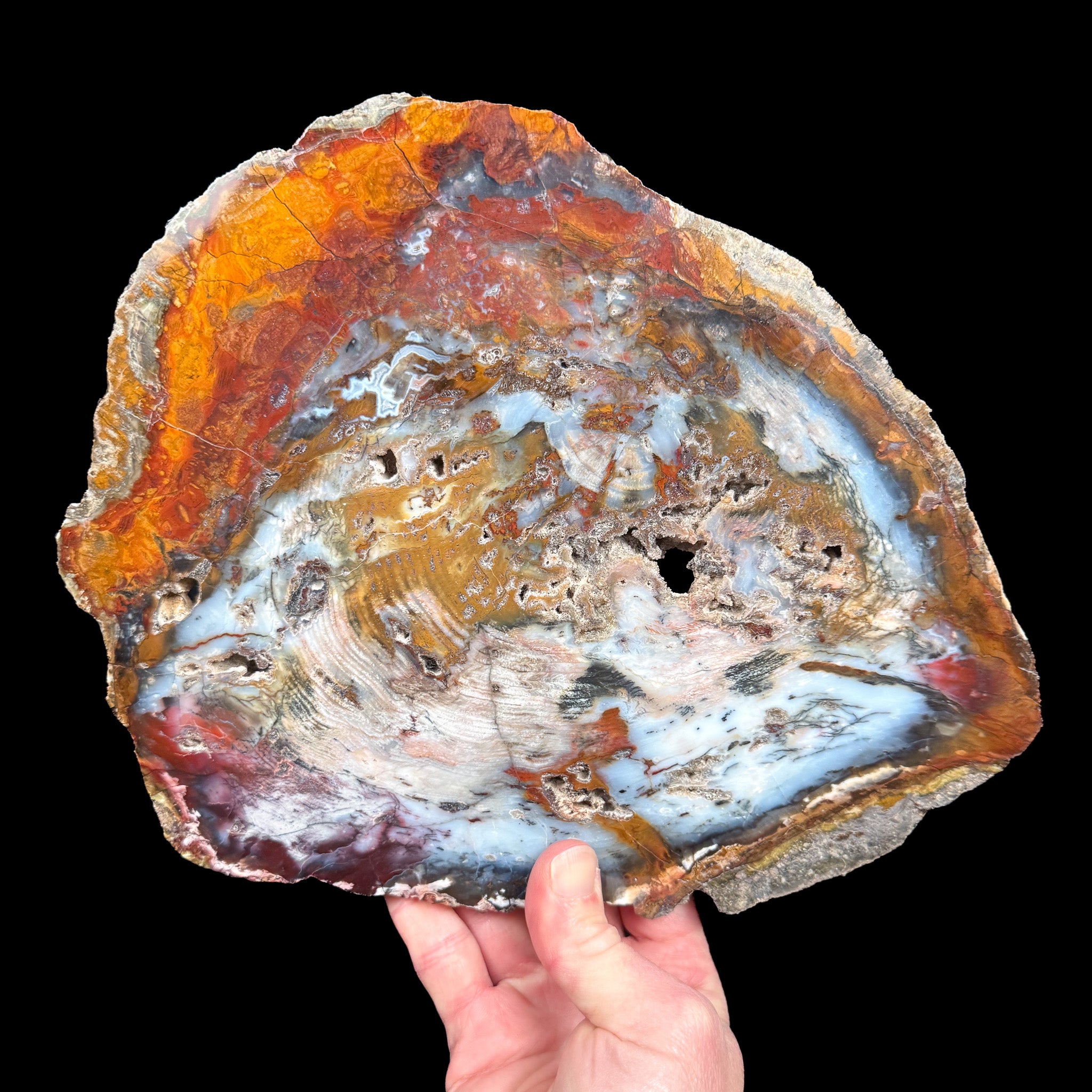 Colorful Petrified Wood Slab from Hubbard Basin, Nevada