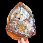 Petrified Wood Slice from Hubbard Basin, Nevada USA