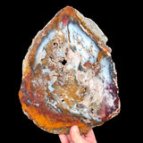 Petrified Wood Slice from Hubbard Basin, Nevada USA