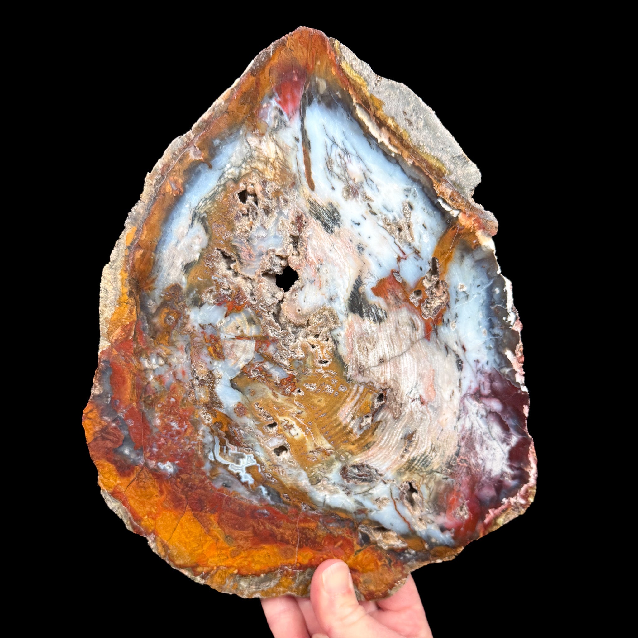Petrified Wood Slice from Hubbard Basin, Nevada USA