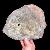 Back side of Petrified Wood specimen reinforced with a thin layer of fiberglass