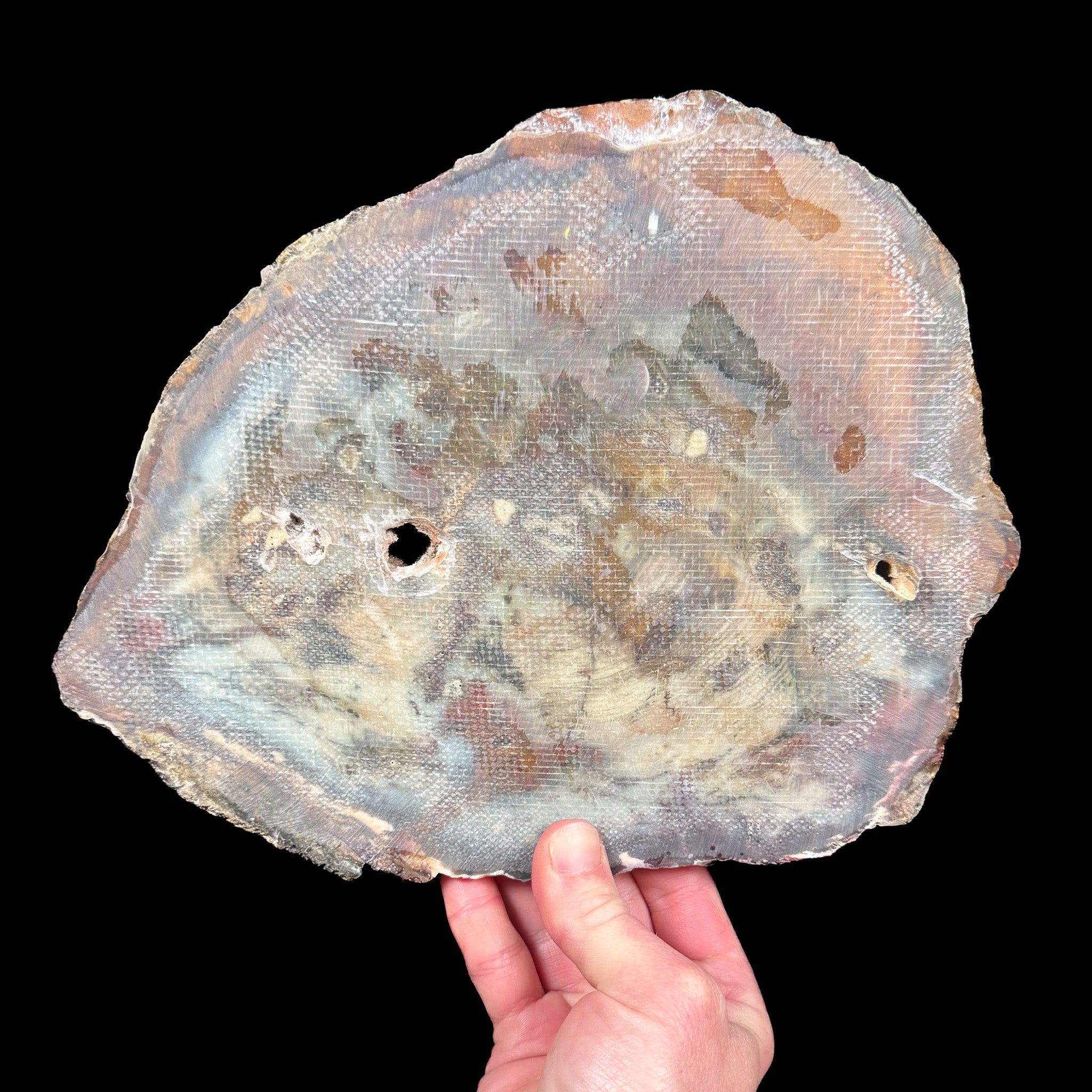 Back side of Petrified Wood specimen reinforced with a thin layer of fiberglass