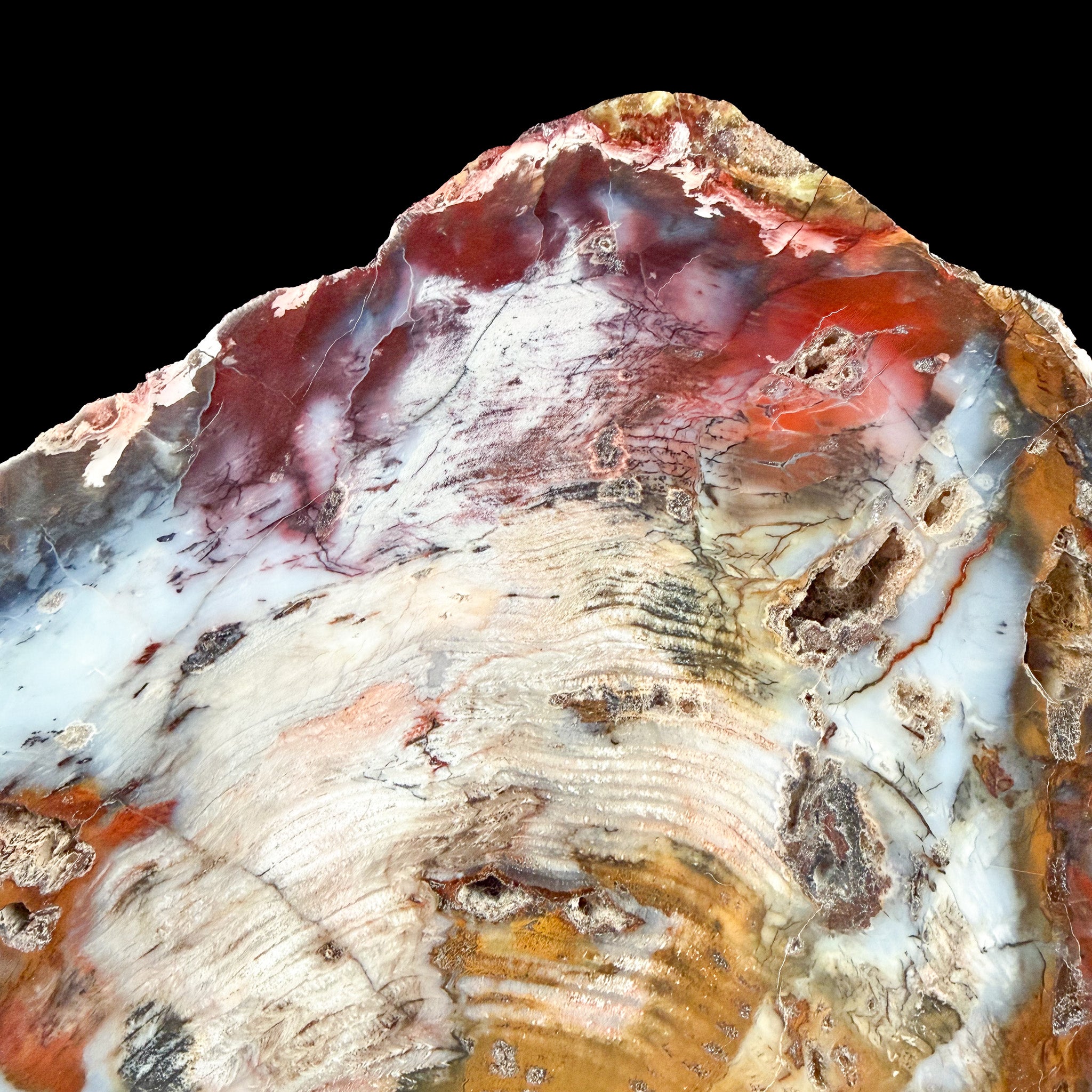 Close up of the red, orange, blues and purples in Petrified Wood specimen from Hubbard Basin, Nevada