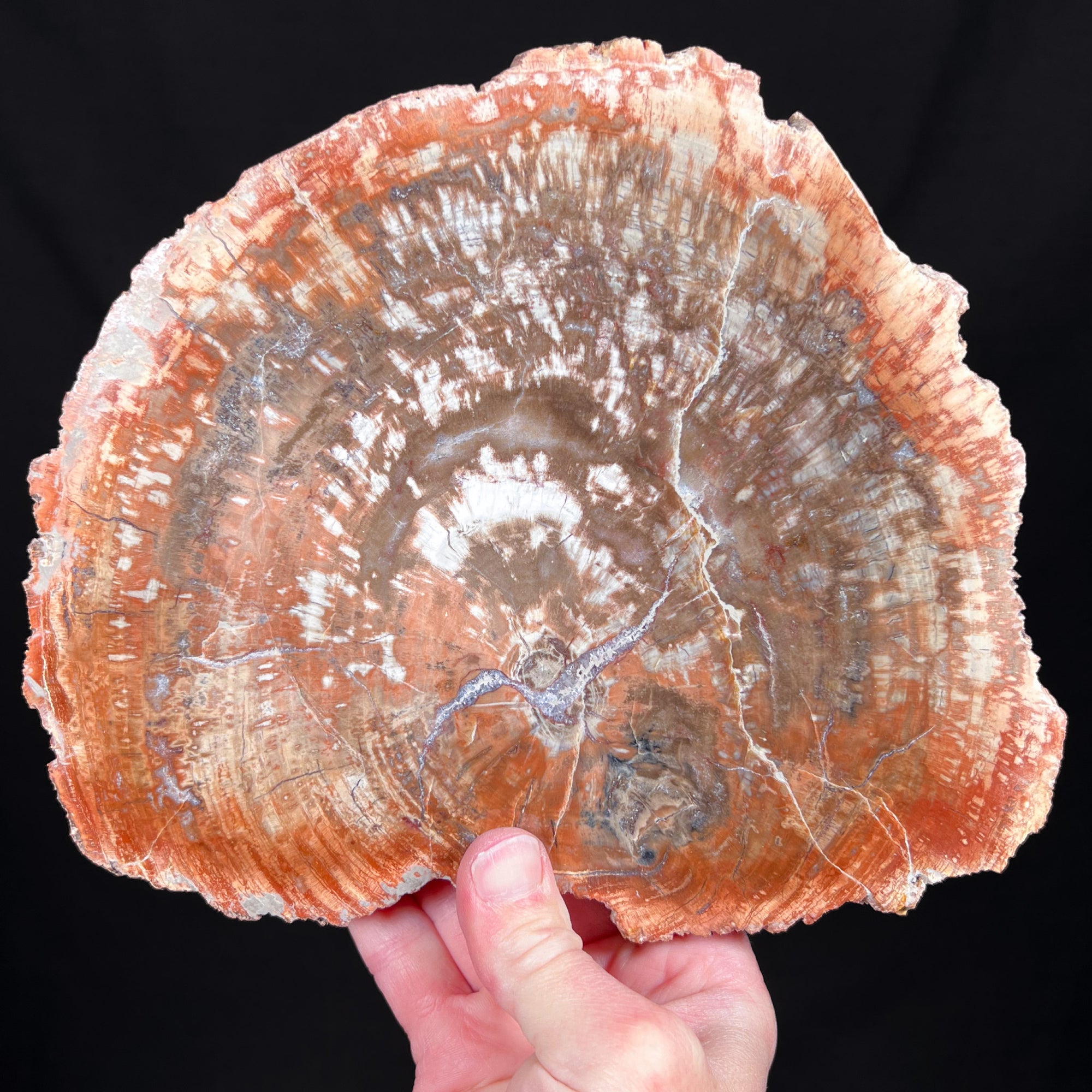 Petrified Wood Slab from Madagascar