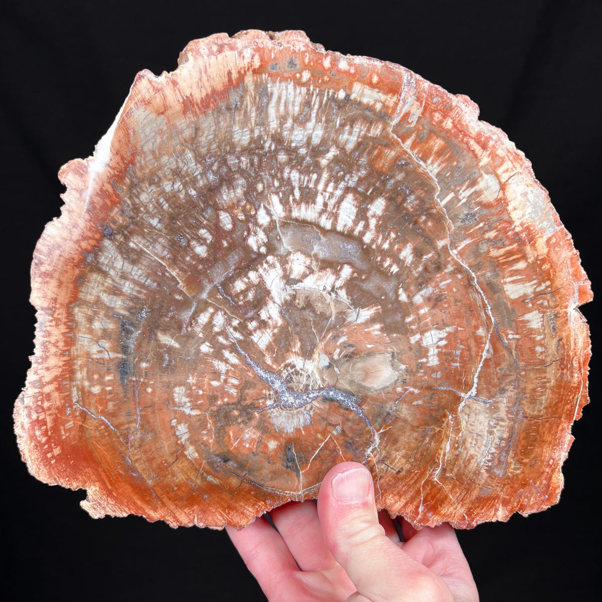 Petrified Wood Slice From Madagascar