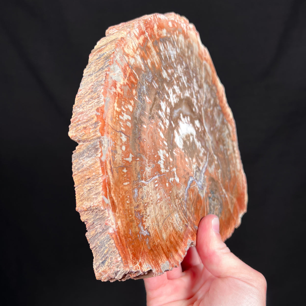 Side View Petrified Wood Slice Madagascar