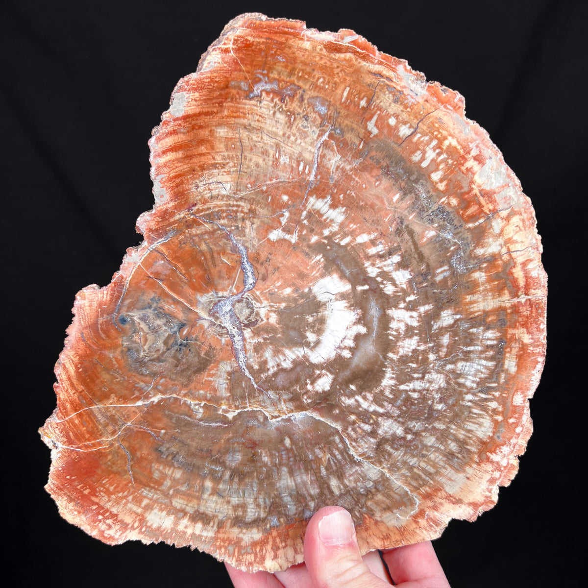 Petrified Wood Slice Madagascar