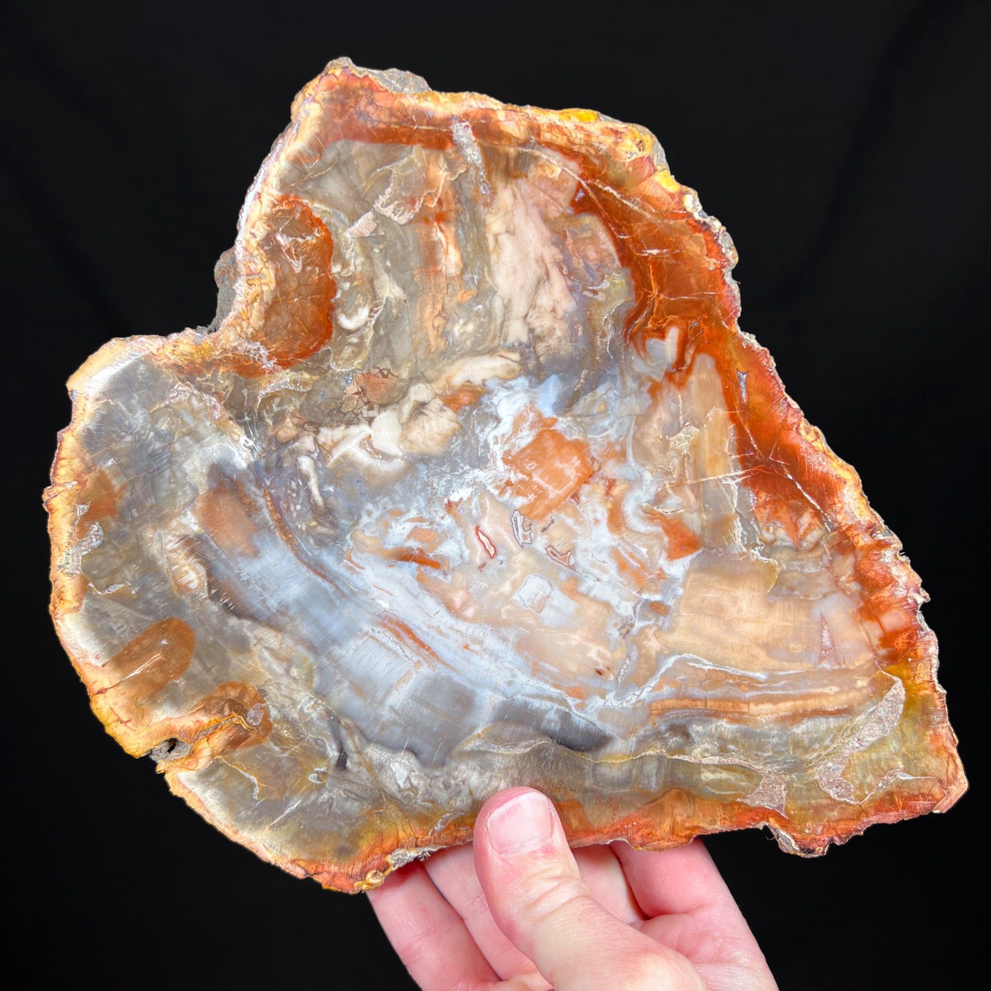 Petrified Wood Slice Madagascar
