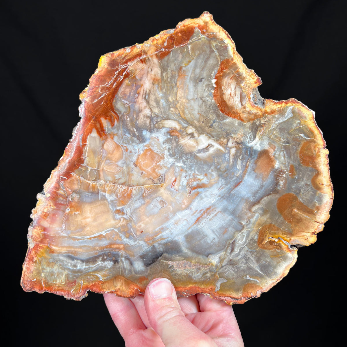 Petrified Wood Slice Madagascar