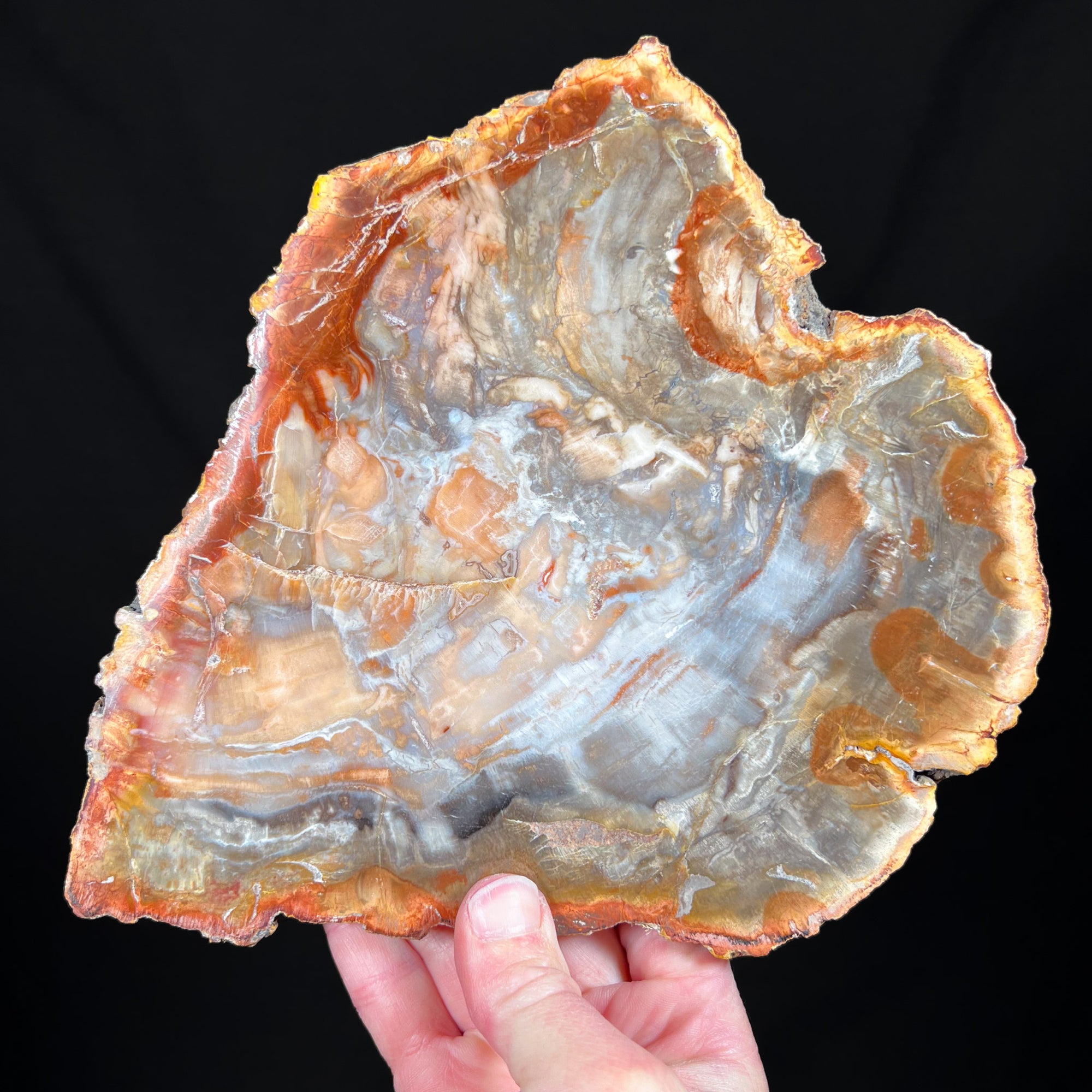 Petrified Wood Slice Madagascar