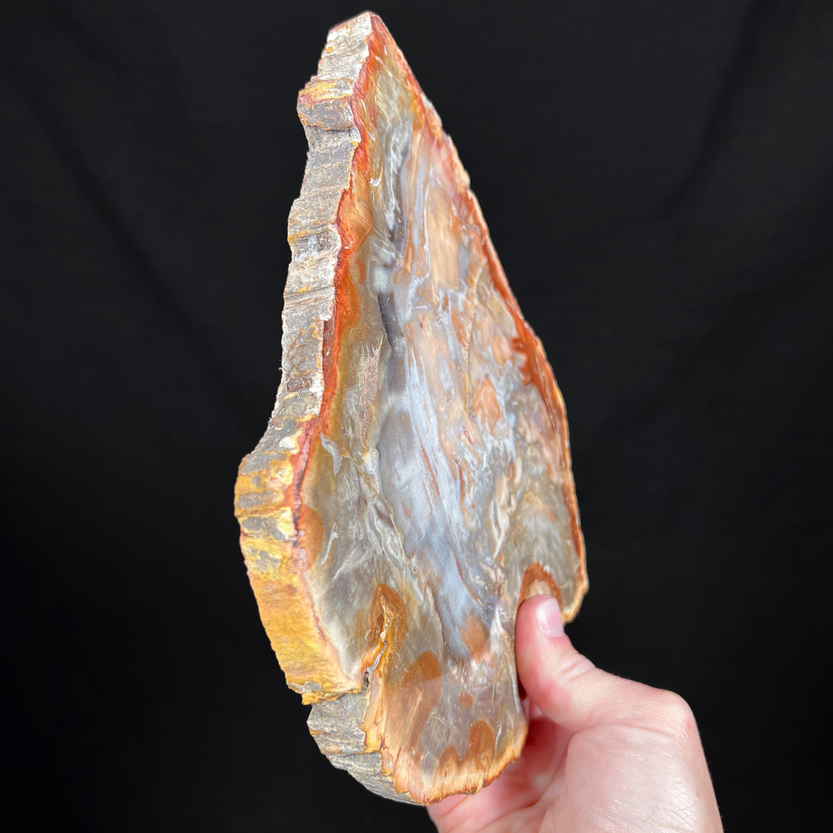 Side View Petrified Wood Slice Madagascar
