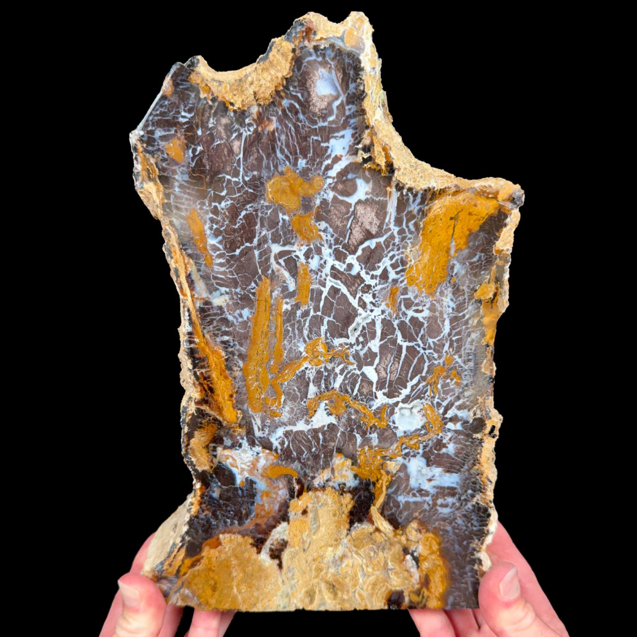 Large Petrified Wood from Parker Colorado