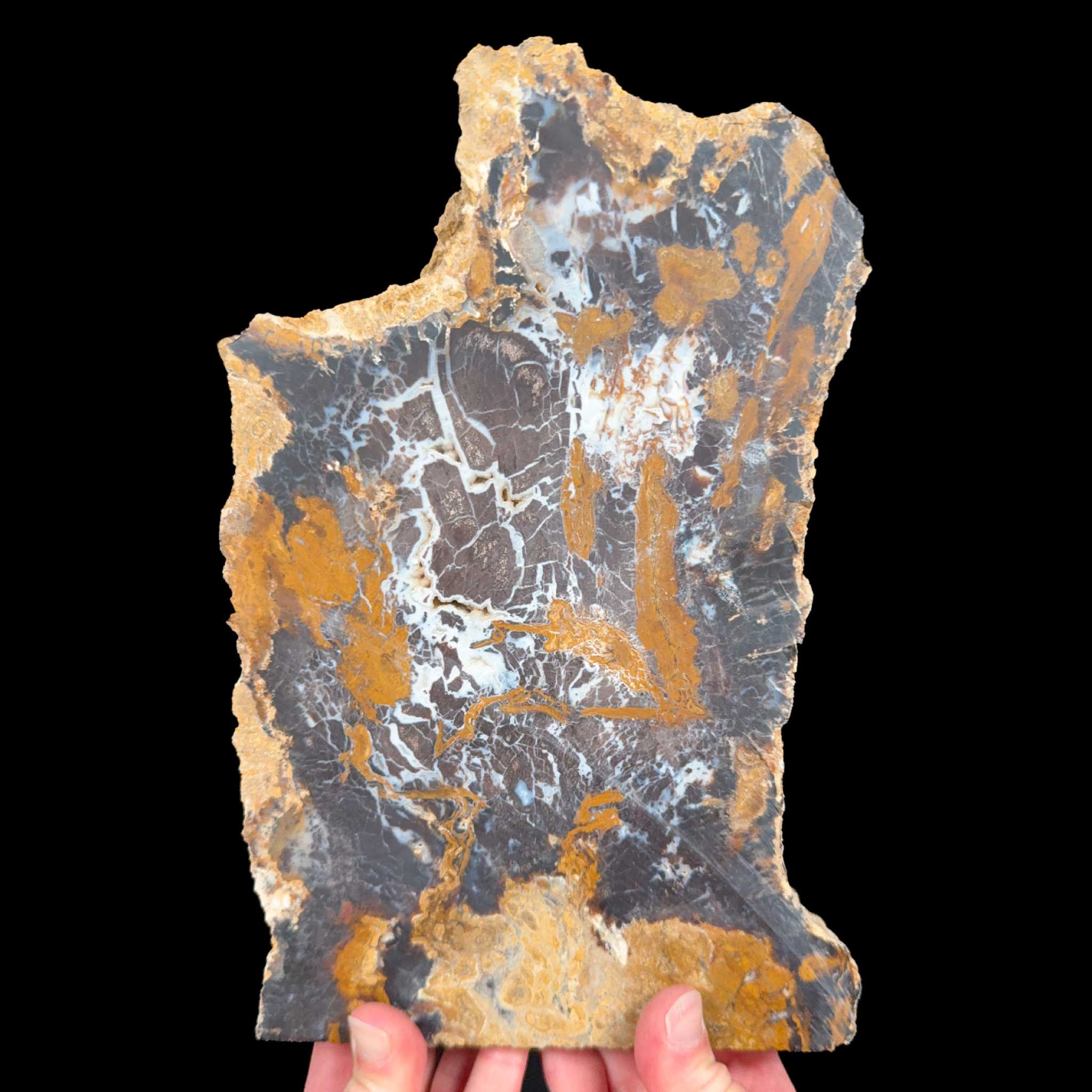 Unpolished Back Side of Petrified Wood