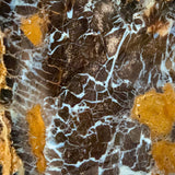 Close up of Petrified Shrink Wood from Parker, CO