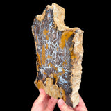 Side View of Petrified Wood from Parker Colorado
