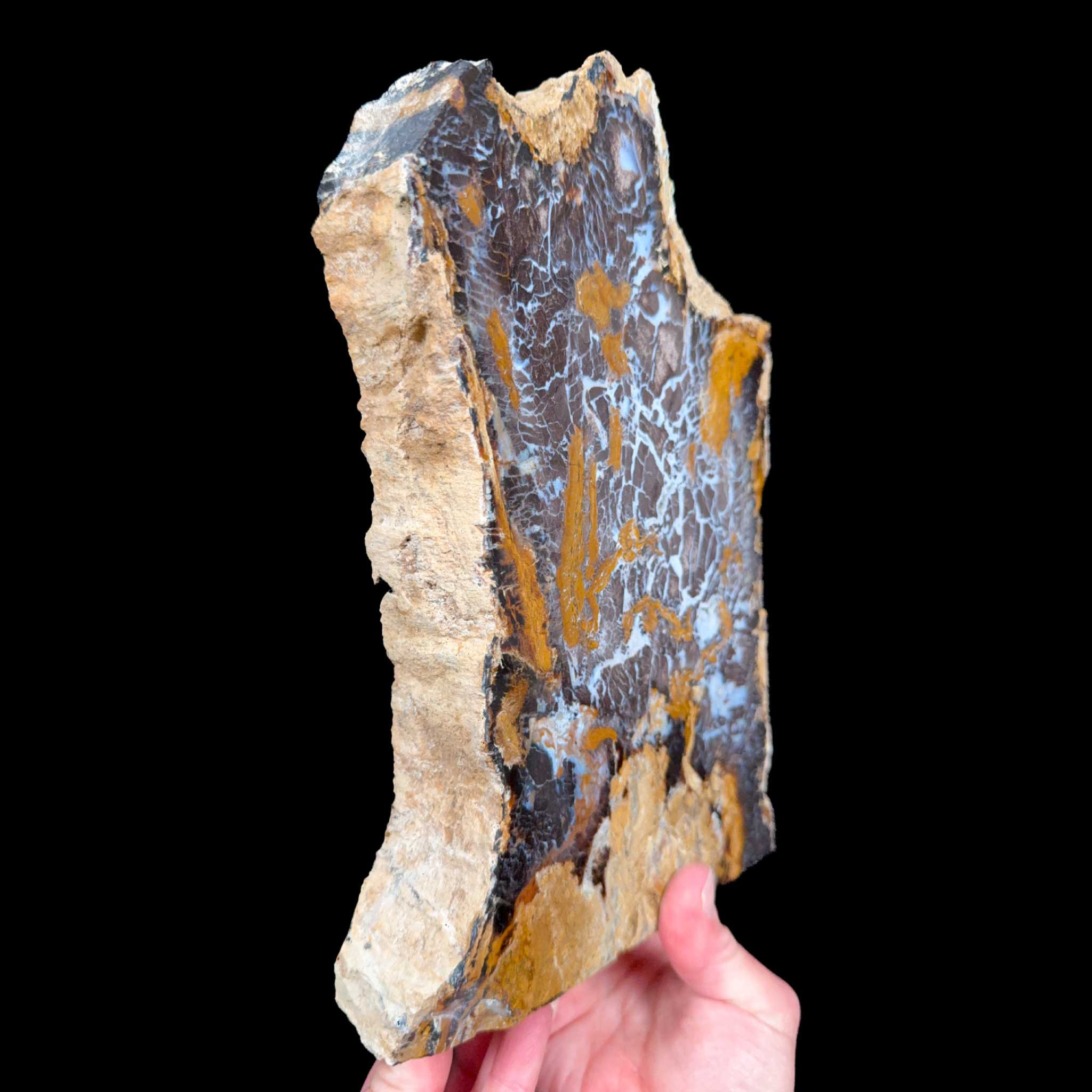Side view of Parker Colorado Petrified Wood