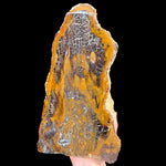 Parker Colorado Petrified Wood fossil specimen