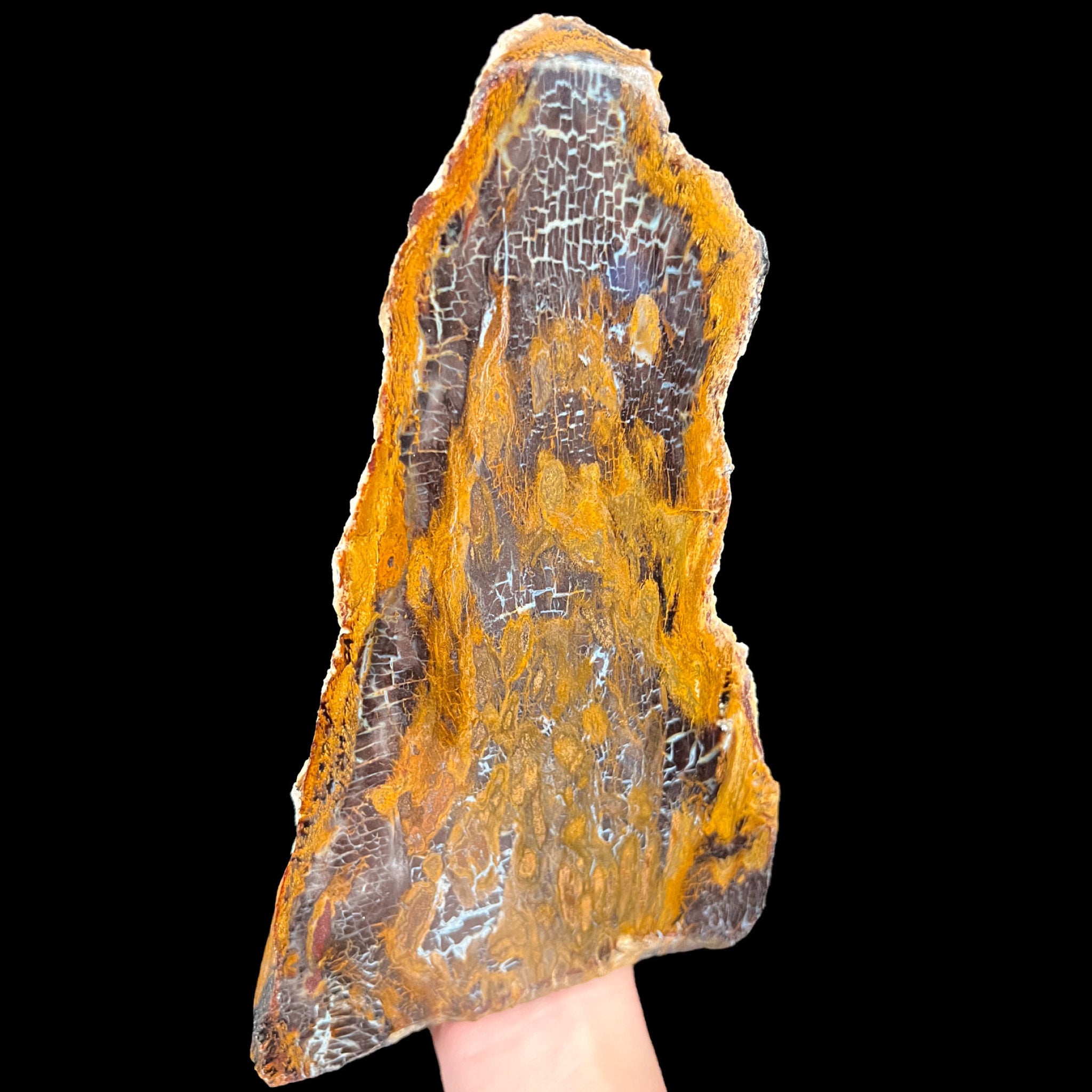 Petrified Wood from Parker, Colorado | For Sale | Unearthed Store