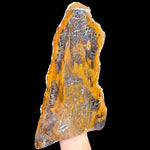 Parker Colorado Petrified Wood